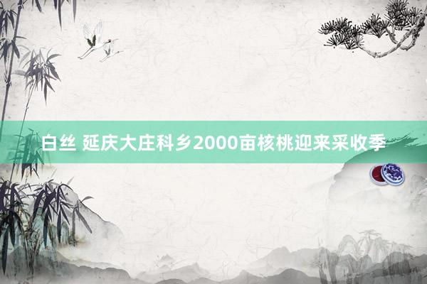 白丝 延庆大庄科乡2000亩核桃迎来采收季